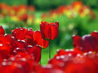 Image showing Red tulips in garden