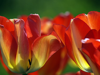 Image showing Red tulips in garden