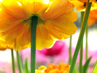 Image showing Flowers in garden macro