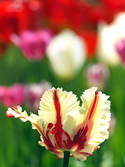 Image showing Tulip in garden