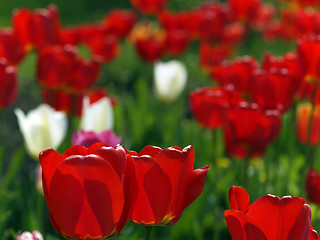 Image showing Red tulips in garden