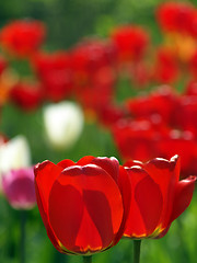 Image showing Red tulips in garden