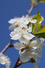 Image showing White Cherry Flowers