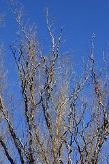 Image showing Close up on a Tree