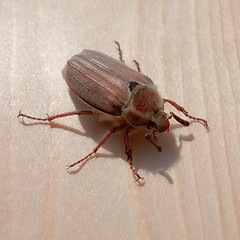 Image showing Cockchafer on the Wood