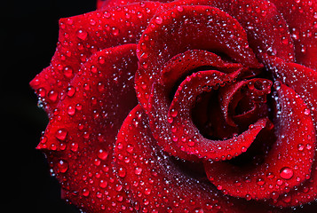 Image showing Rose dew drops