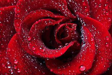 Image showing Rose dew drops