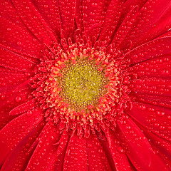 Image showing red gerbera 