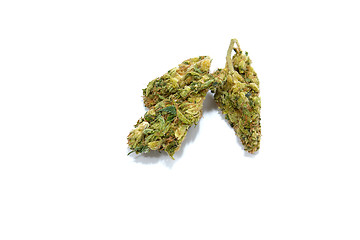 Image showing medical marijuana buds