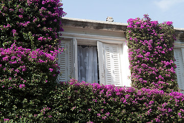 Image showing Window with Flowers