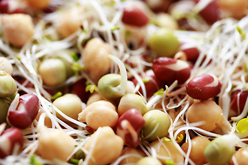 Image showing vegetable sprouts