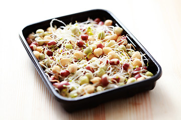 Image showing vegetable sprouts