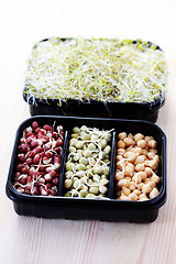 Image showing vegetable sprouts