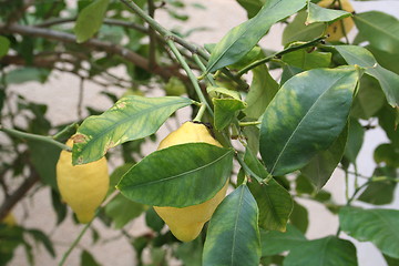 Image showing Lemon tree