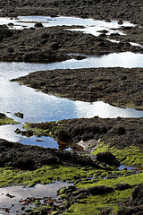 Image showing Moss, mud and water