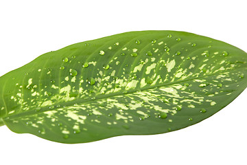 Image showing green leaf with drops water