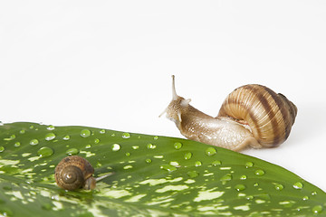 Image showing gren leaf and two snail
