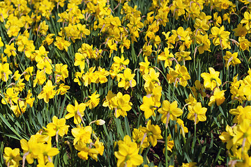 Image showing Yellow Spring Daffodils