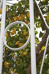 Image showing A lot of lemons