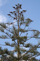 Image showing Cypress with  cones