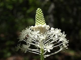 Image showing Mountain flower