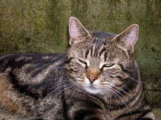 Image showing cat