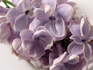 Image showing lilac