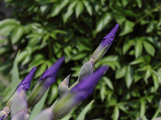 Image showing Violet gladiolus buds