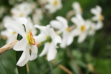 Image showing Row of narcissuses