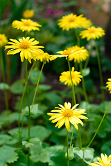 Image showing yellow flowers