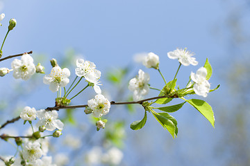 Image showing flower tree