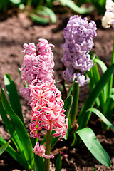 Image showing hyacinth flowers