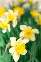 Image showing yellow narcissuses