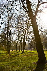 Image showing Spring in the park