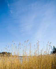 Image showing Blu sky and grass