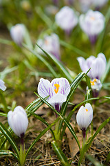 Image showing First spring flowers