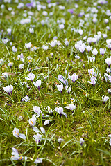 Image showing Field of spring flowers