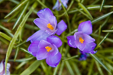 Image showing First spring flowers