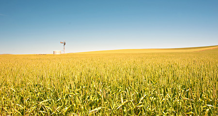 Image showing wheat field in the country