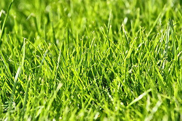 Image showing photo of nice grass for background