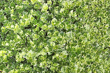 Image showing green leaves texture  for background use