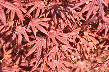 Image showing natural maple leaves background