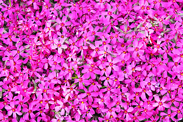 Image showing real pink flowers background