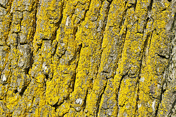 Image showing tree bark texture