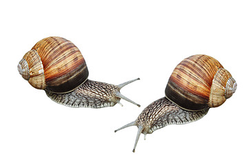 Image showing Two garden snails isolated