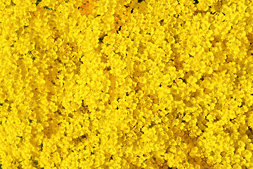 Image showing real yellow flowers background