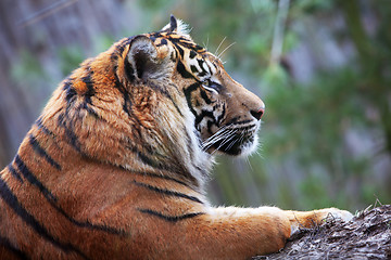 Image showing Tiger