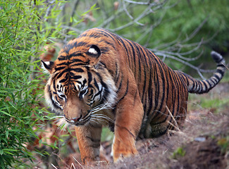 Image showing Tiger