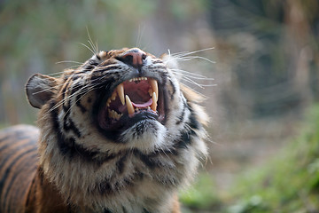 Image showing Tiger