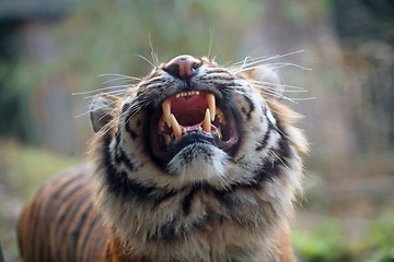 Image showing tiger